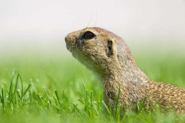 A European ground squirrel (Spermophilus citellus) in a green meadow in spring (Austria)