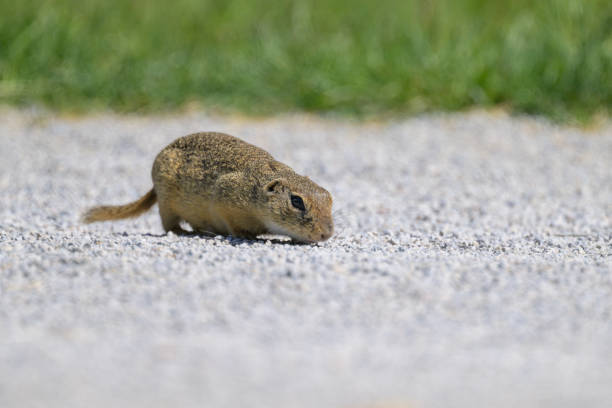 A European ground squirrel (Spermophilus citellus) in a green meadow in spring (Austria)