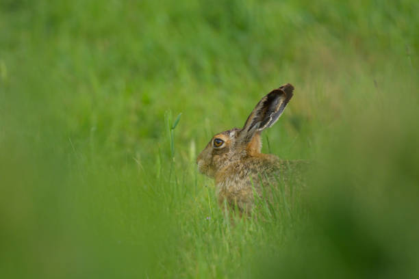 A European hare hiding in a meadow, sunny day in springtime in Austria