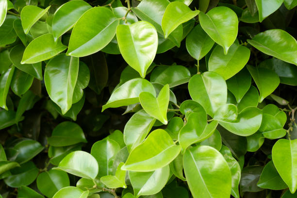 istock Many green leaves of tree 2155119104