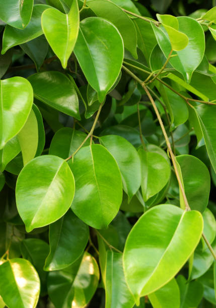 istock Many green leaves of tree 2155119117