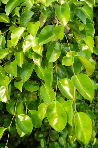 istock Many green leaves of tree 2155119175