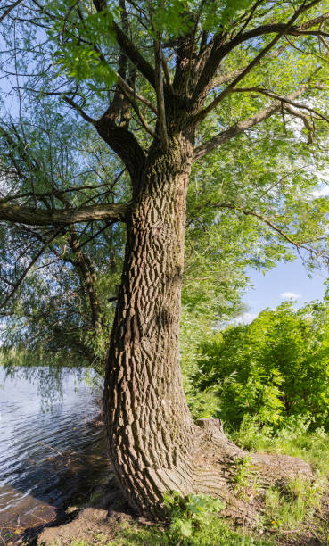 istock Old willow on a pond shore in spring sunny evening 2155119552