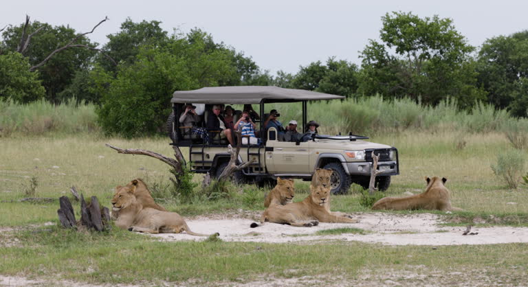 Close-up. Tourists in a 4x4 game drive vehicle approach a pride of lions lying down in the bush