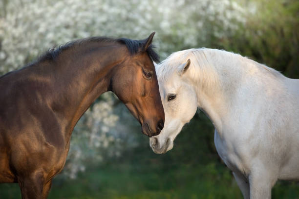 istock Bay and white horse close up portrait on spring blossom tree 2155122199