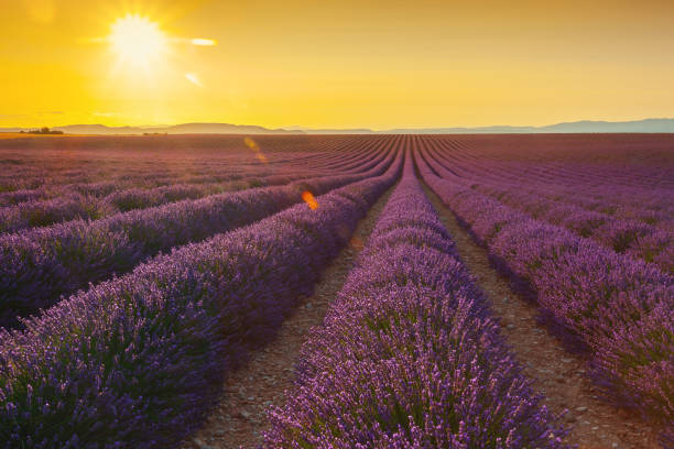 istock Lavander field in Plateau di Valensole, Provence at sunset 2155122387