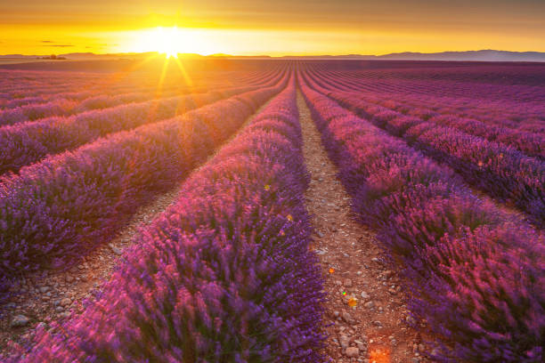 istock Lavander field in Plateau di Valensole, Provence at sunset 2155122390