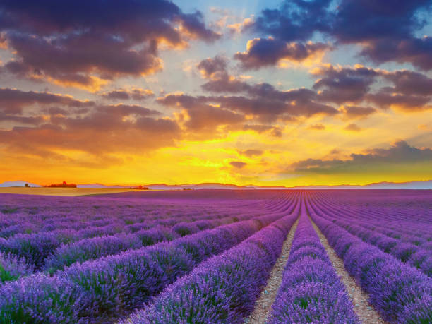 istock Lavander field in Plateau di Valensole, Provence at sunset 2155123359