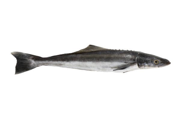 istock Cobia fish or lemonfish isolated on white background 2155124415
