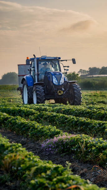 istock Lush green strawberry plants arranged in even rows with a tractor spreading straw mulch on the strawberry plantation. 2155124521