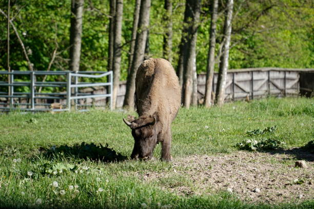 Young european wood bison eating grass on a pasture, wooden fence in a distance. European bisons live no longer in the wild (endangered species). Over 2000 of this animals live nowadays in Poland in captivity on dedicated farms/ in wildlife reserves.