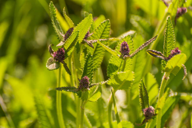 Stachys affinis Bung blooms in a mountain forest