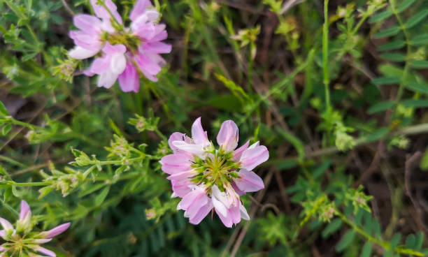 istock Securigera varia blooms in a mountainous area 2155125195