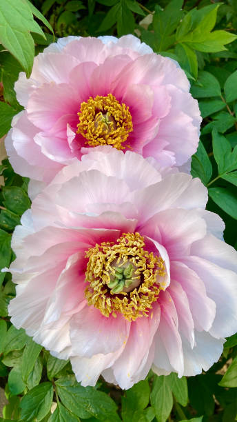 istock Peonies with beautiful gradation of white and pink 2155125766