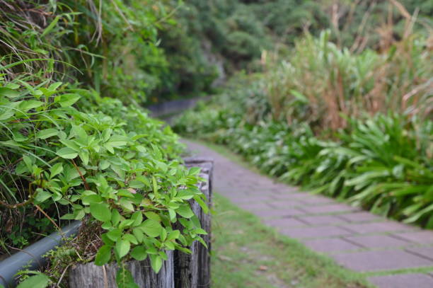 Artificially maintained daytime hiking trails with abundant vegetation offer convenience and comfort, enhancing your pleasant leisure time.