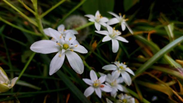 istock White flowers in the grass close view 2155126357