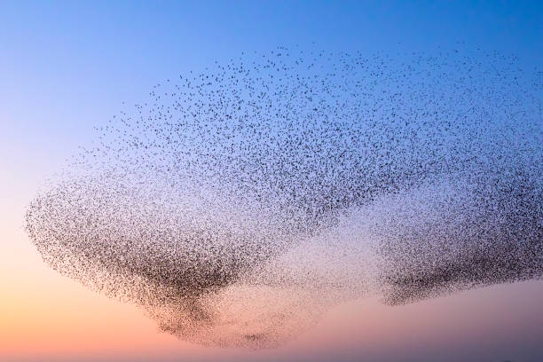 Starling murmuration during sunset at the end of the day