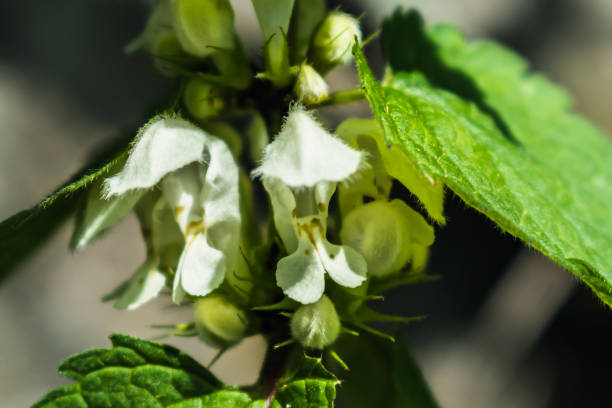 White nettle has astringent, antioxidant, tonic, expectorant and hemostatic properties, Lamium album