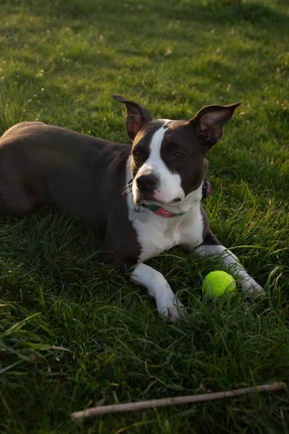 istock Staffordshire terrier playing in the park 2155127193