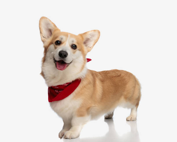 istock side view of happy corgi wearing a red bandana 2155128383