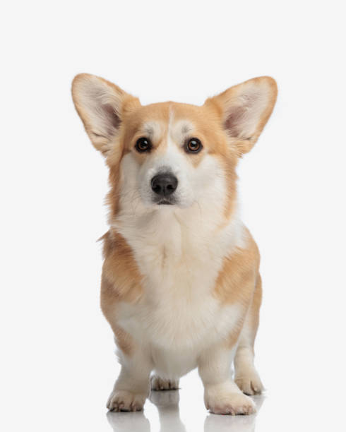 istock adorable corgi puppy with big ears standing 2155128421