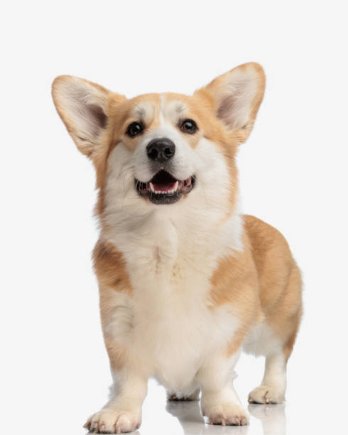 istock happy corgi dog panting with tongue out 2155128451