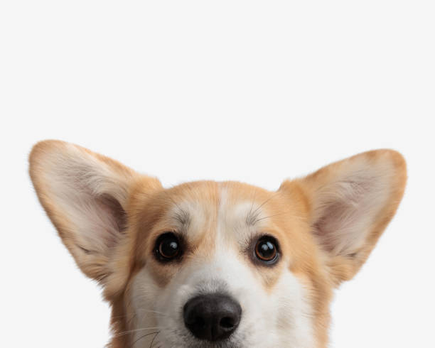 face of cute corgi puppy face of cute corgi puppy on isolated background in front of camera happy corgi stock pictures, royalty-free photos & images