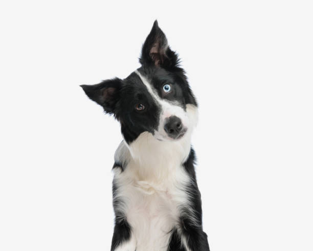 cute border collie puppy tilting head and looking at camera cute border collie puppy tilting head and looking at camera while sitting in front of white background huge black dog stock pictures, royalty-free photos & images