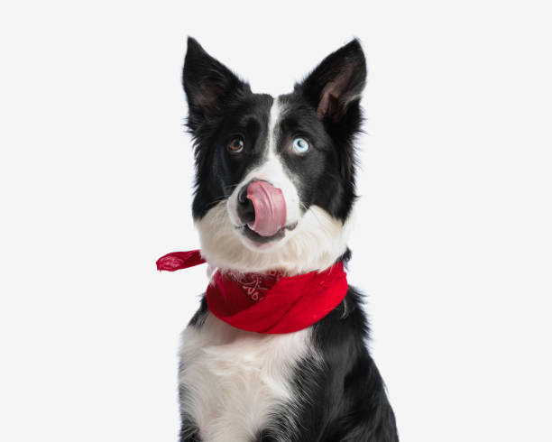 lovely border collie dog with red bandana licking nose and looking up lovely greedy border collie dog with red bandana licking nose and looking up while sitting in front of white background licking nose stock pictures, royalty-free photos & images