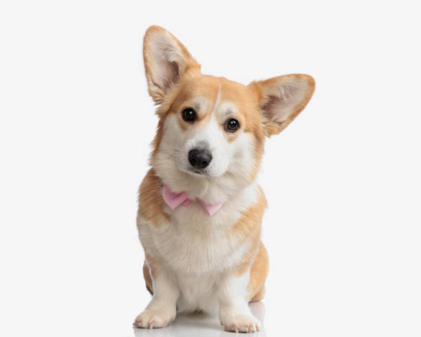 istock adorable corgi wearing pink bowtie sitting 2155128581