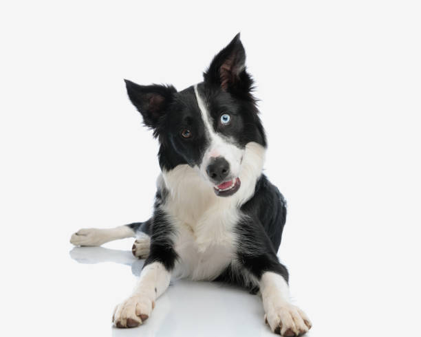 istock cute border collie dog tilting head and laying down 2155128615