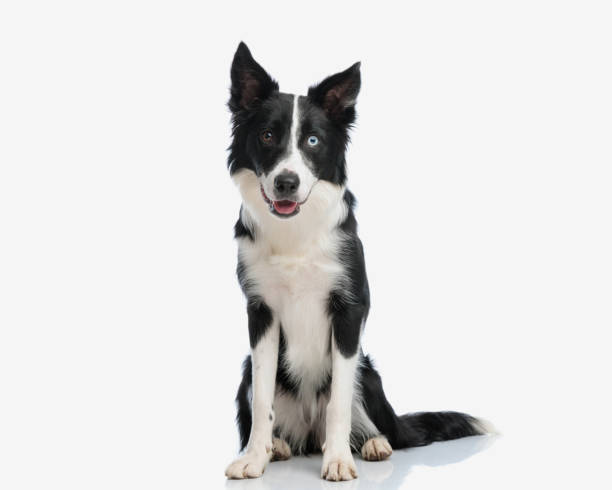 istock beautiful border collie dog panting, looking forward and sitting 2155128849