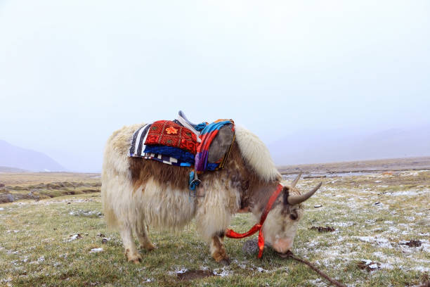 KPK Gilgit, Pakistan - April 25, 2024:  Rare white yak with Himalaya mountain range at the background