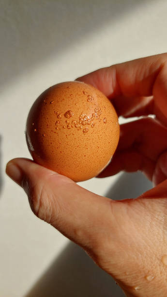 istock A human hand cups a chicken egg, light and shadow playing in the background. 2155133014