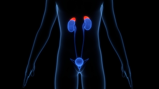 Human Body Glands Adrenal Gland Anatomy Stock Photo Biology Diagrams
