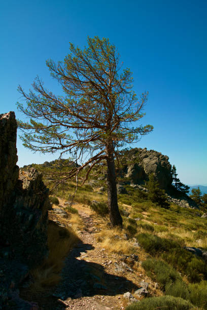 istock landscape, view, nature, plants, spring, flora, spain, trees, mountains, national park, 2155137709