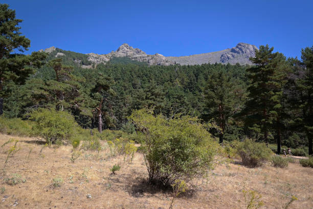 istock landscape, view, nature, plants, spring, flora, spain, trees, mountains, national park, 2155137726