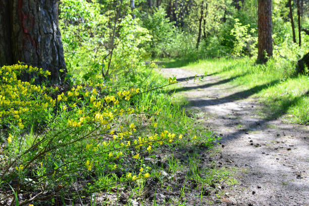 Singletrack Path Hiking Trail Through Scenic Aspen Tree Forest - Path leading off into the distance in lush green forest of aspentrees and white Thimbleberry bush wildflowers.