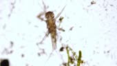 Mayfly Microscope Mayfly Larva Under The Microscope Optical Microscope X50 Magnification ...