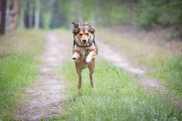 istock Brown cute happy dog jumping on forest road 2155139368