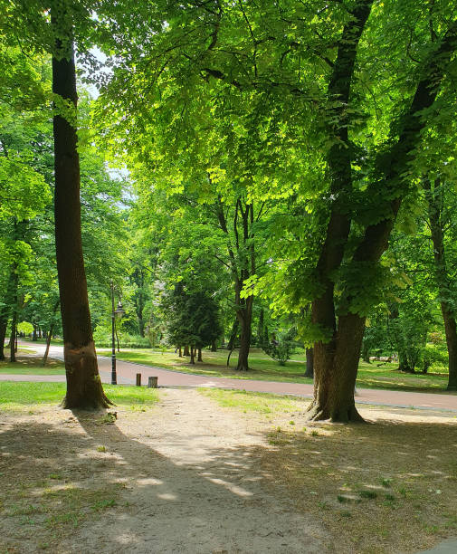 istock Walking paths in the park, big tall trees, green grass 2155141167