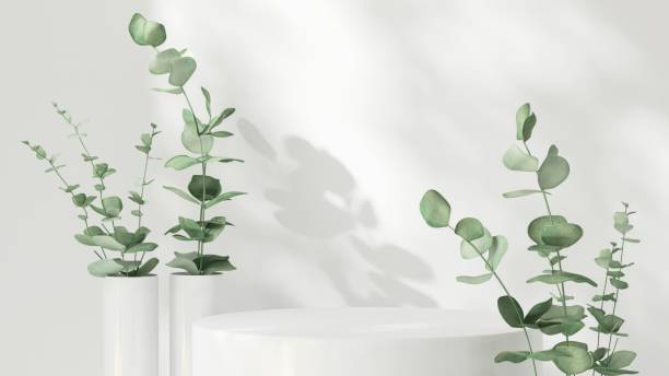 istock White podium, tree twig in vase on counter, soft beautiful dappled sunlight, leaf shadow on wall 2155141758