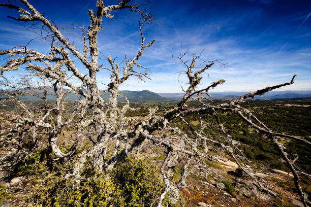 Sierra de Gredos tras el árbol seco. Avila.