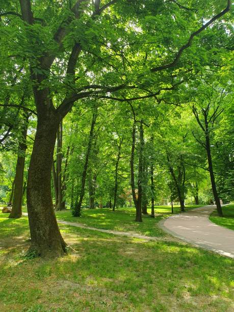 istock Walking paths in the park, big tall trees, green grass 2155143770