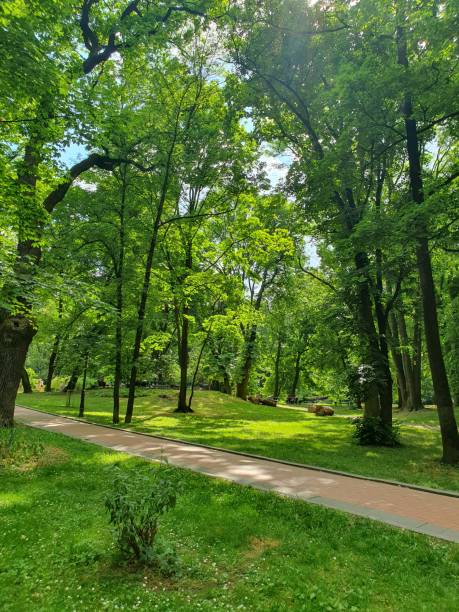 Walking paths in the park, big tall trees, green grass