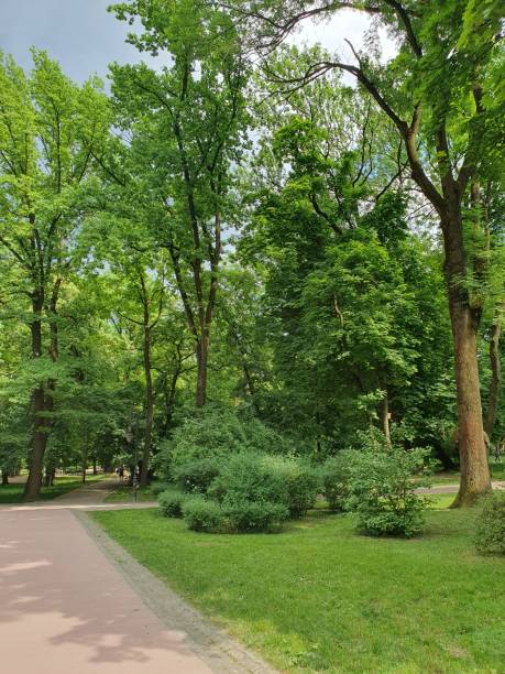 istock Walking paths in the park, big tall trees, green grass 2155143792