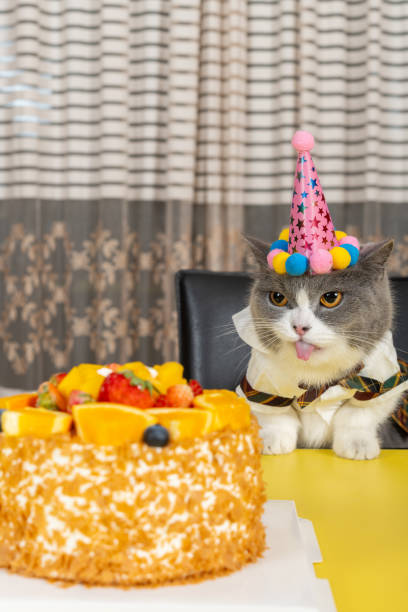 istock cute british shorthair cat celebrating her birthday vertical composition 2155145112