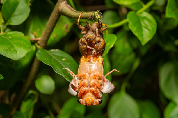 bottom of a cicada in shedding its shell and feathering at horizontal composition