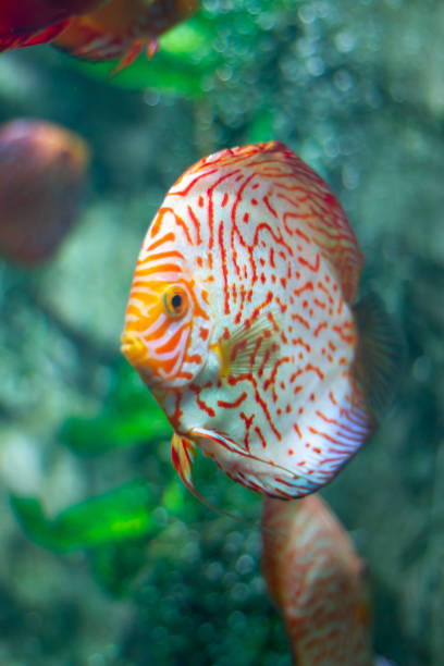istock Discus (Symphysodon) fish swimming underwater in an aquarium 2155145998