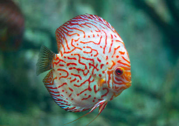 istock Discus (Symphysodon) fish swimming underwater in an aquarium 2155145999